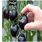 10usd Prodgf 3000Pcs A Set Black Rare Tomato Seed