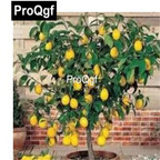 10usd Prodgf 1000Pcs A Set dwarf Bonsai Lemon Tree Seed