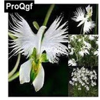10usd Prodgf 300Pcs A Set Very Rare Japanese Radiata Bird Orchid Flower Seed