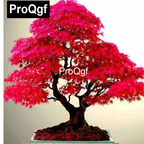 10usd Prodgf 1000Pcs A Set 7dwarf Bonsai Japanese Red Maple Tree Bonsai Seed