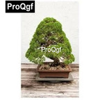 10usd Prodgf 1000Pcs A Set 7dwarf Bonsai Lebanon Cedar Tree Bonsai Seed