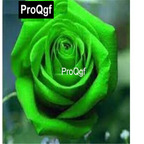 10usd Prodgf 3000Pcs A Set Green Rose Flower Seed