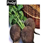 10usd Prodgf 3000Pcs A Set Organic Black Radish Vegetable Seed