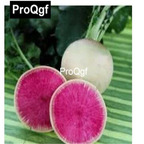 10usd Prodgf 3000Pcs A Set turnip white Radish Vegetable Seed