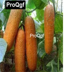 10usd Prodgf 3000Pcs A Set yellow cucumber Vegetable Seed