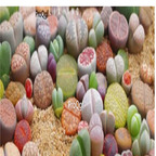 50usd Prodgf 200Pcs A Set Lithops DIY DECORATION Not Seeds Live Stones