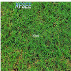 19usd Kfsee 8000Pcs A Set Prodgf Bermuda Grass Seed