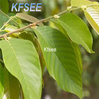 19usd Kfsee 2000Pcs A Set Prodgf Eucalyptus platyphylla seed