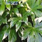 19usd Kfsee 500Pcs A Set Prodgf Fatsia japonica seed