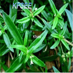 19usd Kfsee 3000Pcs A Set Prodgf Hedyotis diffusa seed