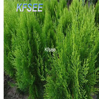 19usd Kfsee 2000Pcs A Set Prodgf Platycladus orientalis tree seed