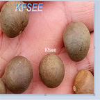 19usd Kfsee 200Pcs A Set Prodgf Camellia flower tree seed