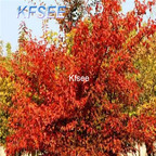 19usd Kfsee 500Pcs A Set Prodgf Acer ginnala tree seed