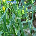 19usd Kfsee 3000Pcs A Set Prodgf Bupleurum chinense seed