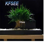 19usd Kfsee 500Pcs A Set Prodgf Acorus calamus seed