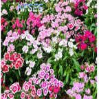 19usd Kfsee 5000Pcs A Set Prodgf Dianthus plumarius seed