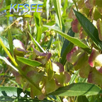 19usd Kfsee 2000Pcs A Set Prodgf Dodonaea viscosa seed