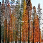 19usd Kfsee 500Pcs A Set Prodgf Taxodium distichum tree seed