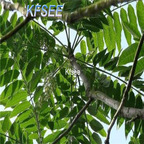 19usd Kfsee 2000Pcs A Set Prodgf Ailanthus altissima seed