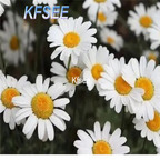 19usd Kfsee 6000Pcs A Set Prodgf Pyrethrum cinerariifolium seed