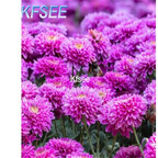 19usd Kfsee 5000Pcs A Set Callistephus chinensis seed
