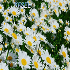 19usd Kfsee 5000Pcs A Set Leucanthemum maximum seed