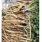 19usd Kfsee 2000Pcs A Set Prodgf Codonopsis pilosula seed