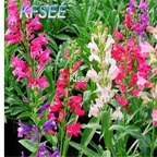 19usd Kfsee 5000Pcs A Set Prodgf Penstemon campanulatus seed