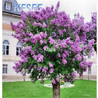 19usd Kfsee 500Pcs A Set Prodgf Clove tree seed
