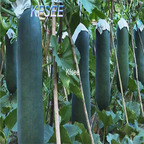 19usd Kfsee 500Pcs A Set Benincasa hispida wax gourd seed