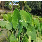19usd Kfsee 5Pcs A Set Typhonium giganteum seed