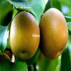 19usd Kfsee 500Pcs A Set Pyrus betulifolia Bunge seed