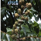 19usd Kfsee 500Pcs A Set eucommia ulmoides seed