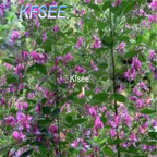 19usd Kfsee 3000Pcs A Set Magnolia multiflora seed
