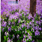 19usd Kfsee 5000Pcs A Set Orychophragmus violaceus seed