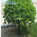 19usd Kfsee 3000Pcs A Set Prodgf Ilex chinensis seed