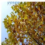 19usd Kfsee 1000Pcs A Set Firmiana simplex seed
