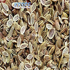 Kfsee 3000Pcs A Set Saposhnikovia divaricata seed