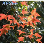 19usd Kfsee 2000Pcs A Set Liquidambar formosana seed