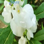 19usd Kfsee 6000Pcs A Set Impatiens balsamina seed