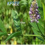 19usd Kfsee 5000Pcs A Set Glycyrrhiza uralensis seed