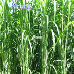 19usd Kfsee 5000Pcs A Set prodgf Sorghum hybrid sudangrass seed