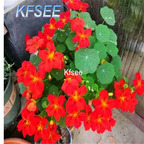 19usd Kfsee 3000Pcs A Set Tropaeolum majus seed