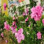 19usd Kfsee 3000Pcs A Set Prodgf Flos Hibisci hibiscus Flower Seed