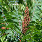 19usd Kfsee 3000Pcs A Set Prodgf Toxicodendron vernicifluum seed