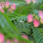 19usd Kfsee 2000Pcs A Set Prodgf Albizia julibrissin seed
