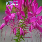 19usd Kfsee 5000Pcs A Set Prodgf Tarenaya hassleriana seed