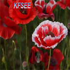 19usd Kfsee 6000Pcs A Set Prodgf Papaver rhoeas seed