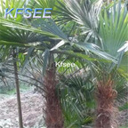 19usd Kfsee 300Pcs A Set Prodgf Palm tree seed