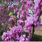 19usd Kfsee 2000Pcs A Set Prodgf Cercis chinensis seed